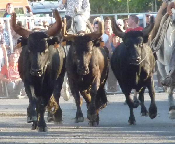 Bull Running in Montblanc