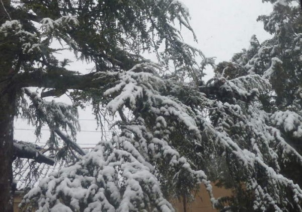 Villa Roquette Snow on our cedar tree