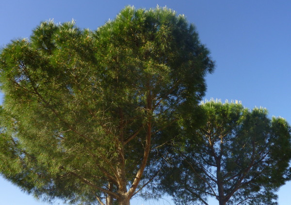 Trees and blue sky in the garden at Villa Roquette