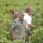 The grape harvest in Languedoc the fields next to Villa Roquette the perfect B&B in the South of France