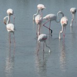Flamingoes in the Camargue and outstanding area of wildlife in Languedoc, near to Villa Roquette the excellent B&B in the South of France