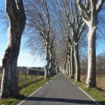 Autumn in Languedoc is vibrant and beautiful, this avenue of plane tree is typical of village roads in languedoc and is near the Villa Roquette B&B in the South of France
