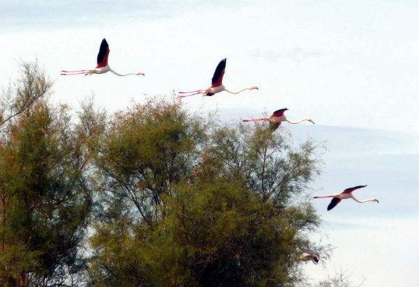 flamingoes in the camargue near Villa Roquette Languedoc in the South of France