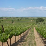 Vineyards surrounding Villa Roquette in Montblanc France an excellent B&B in the center of Languedoc