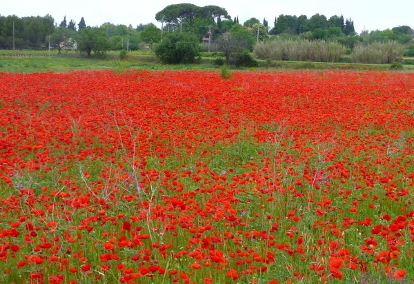 poppy field near Pezenas in Languedoc close to Villa Roquette